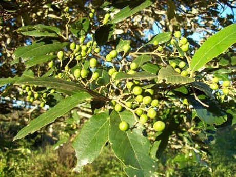 Birçok kişide soğuk algınlığı, nezle, grip, farenjit, öksürük gibi hastalıklar görülüyor. Mutfağınızdaki malzemelerle karışımlar hazırlayıp önlem alabilirsiniz. 