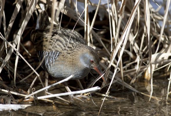 150 kuş türüne ev sahipliği yapan Kuş Cenneti, yok olma tehlikesiyle karşı karşıya.