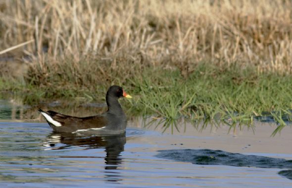 150 kuş türüne ev sahipliği yapan Kuş Cenneti, yok olma tehlikesiyle karşı karşıya.