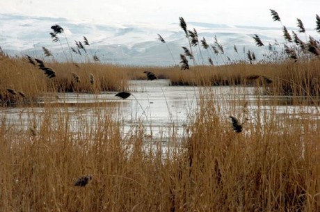 150 kuş türüne ev sahipliği yapan Kuş Cenneti, yok olma tehlikesiyle karşı karşıya.