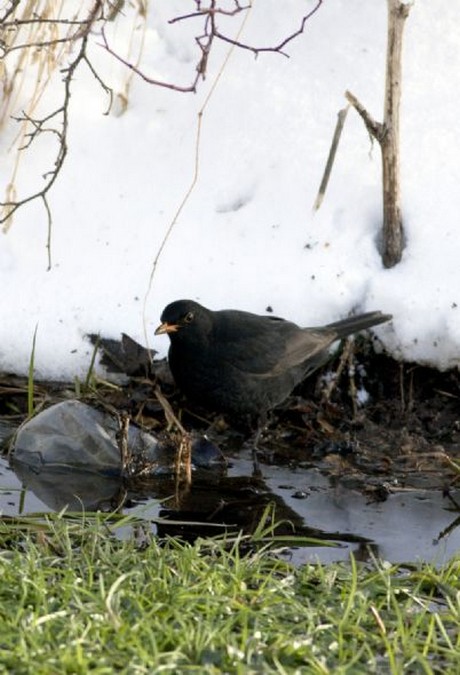 150 kuş türüne ev sahipliği yapan Kuş Cenneti, yok olma tehlikesiyle karşı karşıya.