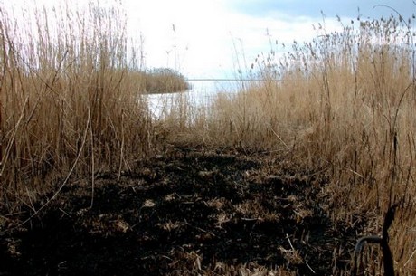 150 kuş türüne ev sahipliği yapan Kuş Cenneti, yok olma tehlikesiyle karşı karşıya.