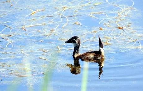 150 kuş türüne ev sahipliği yapan Kuş Cenneti, yok olma tehlikesiyle karşı karşıya.