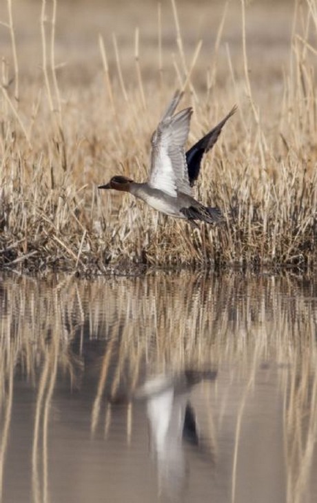 150 kuş türüne ev sahipliği yapan Kuş Cenneti, yok olma tehlikesiyle karşı karşıya.