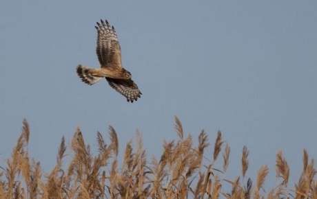 150 kuş türüne ev sahipliği yapan Kuş Cenneti, yok olma tehlikesiyle karşı karşıya.