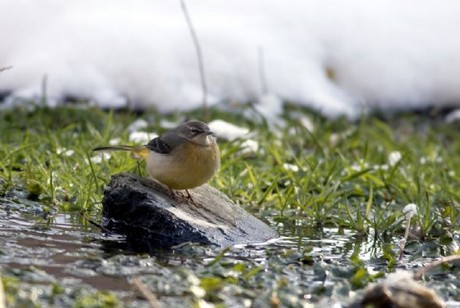 150 kuş türüne ev sahipliği yapan Kuş Cenneti, yok olma tehlikesiyle karşı karşıya.