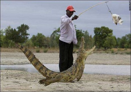 Vahşi yaşam deyince akla ilk gelen hayvanlardan birisi olan timsahlar, insanoğlunun en çok ilgi duyduğu hayvanların da başında geliyor...