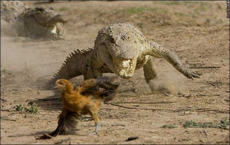 Vahşi yaşam deyince akla ilk gelen hayvanlardan birisi olan timsahlar, insanoğlunun en çok ilgi duyduğu hayvanların da başında geliyor...