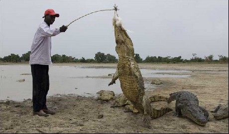 Vahşi yaşam deyince akla ilk gelen hayvanlardan birisi olan timsahlar, insanoğlunun en çok ilgi duyduğu hayvanların da başında geliyor...
