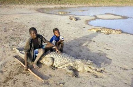 Vahşi yaşam deyince akla ilk gelen hayvanlardan birisi olan timsahlar, insanoğlunun en çok ilgi duyduğu hayvanların da başında geliyor...
