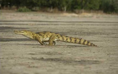 Vahşi yaşam deyince akla ilk gelen hayvanlardan birisi olan timsahlar, insanoğlunun en çok ilgi duyduğu hayvanların da başında geliyor...