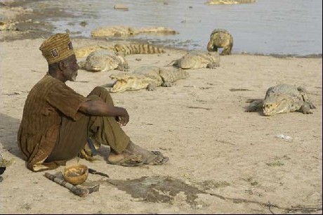 Vahşi yaşam deyince akla ilk gelen hayvanlardan birisi olan timsahlar, insanoğlunun en çok ilgi duyduğu hayvanların da başında geliyor...