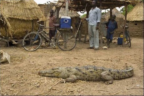 Vahşi yaşam deyince akla ilk gelen hayvanlardan birisi olan timsahlar, insanoğlunun en çok ilgi duyduğu hayvanların da başında geliyor...