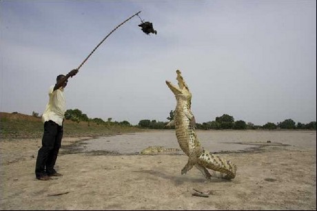 Vahşi yaşam deyince akla ilk gelen hayvanlardan birisi olan timsahlar, insanoğlunun en çok ilgi duyduğu hayvanların da başında geliyor...