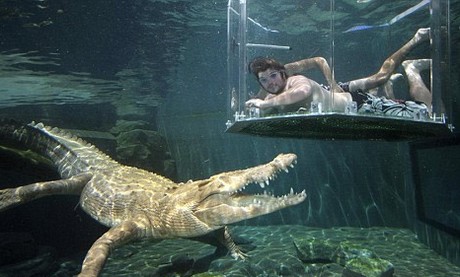 Vahşi yaşam deyince akla ilk gelen hayvanlardan birisi olan timsahlar, insanoğlunun en çok ilgi duyduğu hayvanların da başında geliyor...