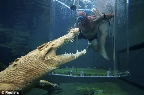 Vahşi yaşam deyince akla ilk gelen hayvanlardan birisi olan timsahlar, insanoğlunun en çok ilgi duyduğu hayvanların da başında geliyor...