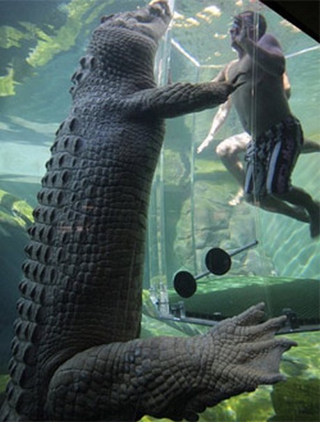 Vahşi yaşam deyince akla ilk gelen hayvanlardan birisi olan timsahlar, insanoğlunun en çok ilgi duyduğu hayvanların da başında geliyor...