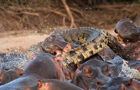 Vahşi yaşam deyince akla ilk gelen hayvanlardan birisi olan timsahlar, insanoğlunun en çok ilgi duyduğu hayvanların da başında geliyor...