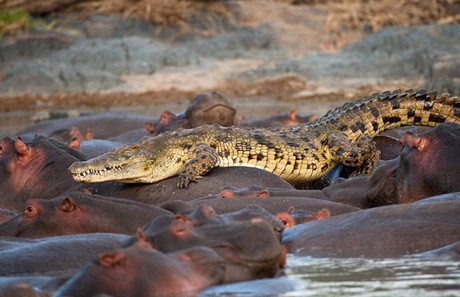 Vahşi yaşam deyince akla ilk gelen hayvanlardan birisi olan timsahlar, insanoğlunun en çok ilgi duyduğu hayvanların da başında geliyor...