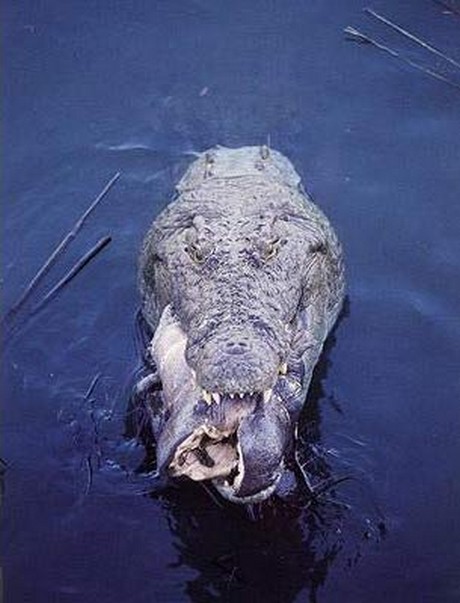 Vahşi yaşam deyince akla ilk gelen hayvanlardan birisi olan timsahlar, insanoğlunun en çok ilgi duyduğu hayvanların da başında geliyor...