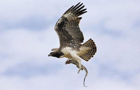 Vahşi yaşam deyince akla ilk gelen hayvanlardan birisi olan timsahlar, insanoğlunun en çok ilgi duyduğu hayvanların da başında geliyor...