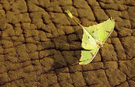 Vahşi yaşam deyince akla ilk gelen hayvanlardan birisi olan timsahlar, insanoğlunun en çok ilgi duyduğu hayvanların da başında geliyor...