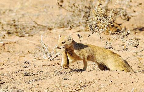 Vahşi yaşam deyince akla ilk gelen hayvanlardan birisi olan timsahlar, insanoğlunun en çok ilgi duyduğu hayvanların da başında geliyor...