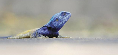 Vahşi yaşam deyince akla ilk gelen hayvanlardan birisi olan timsahlar, insanoğlunun en çok ilgi duyduğu hayvanların da başında geliyor...