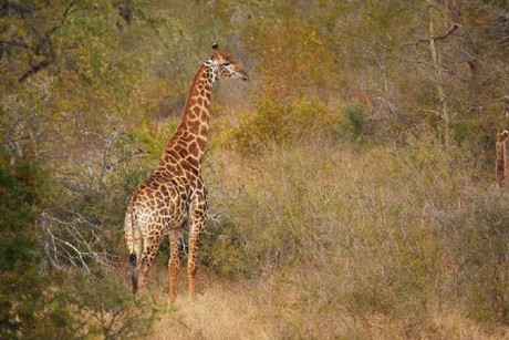 Aç Aslanlar biraraya gelip dev zürafayı yere yatırdı ve saniyeler içinde yiyip bitirdi. O anlar kameraya böyle yansıdı.