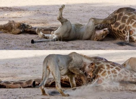 Aç Aslanlar biraraya gelip dev zürafayı yere yatırdı ve saniyeler içinde yiyip bitirdi. O anlar kameraya böyle yansıdı.