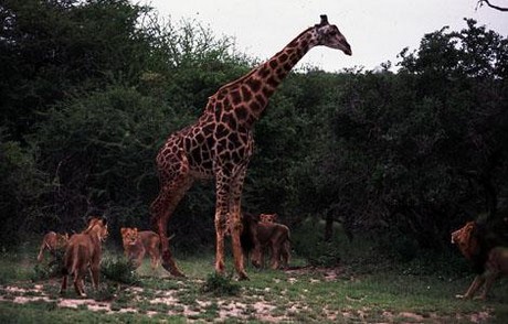Aç Aslanlar biraraya gelip dev zürafayı yere yatırdı ve saniyeler içinde yiyip bitirdi. O anlar kameraya böyle yansıdı.