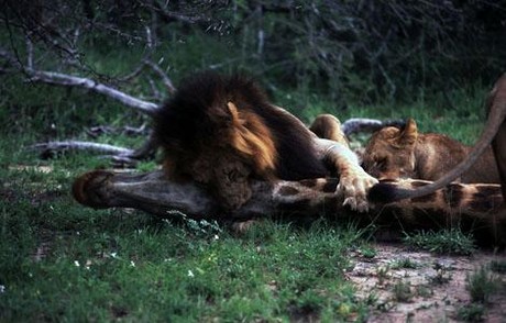 Aç Aslanlar biraraya gelip dev zürafayı yere yatırdı ve saniyeler içinde yiyip bitirdi. O anlar kameraya böyle yansıdı.