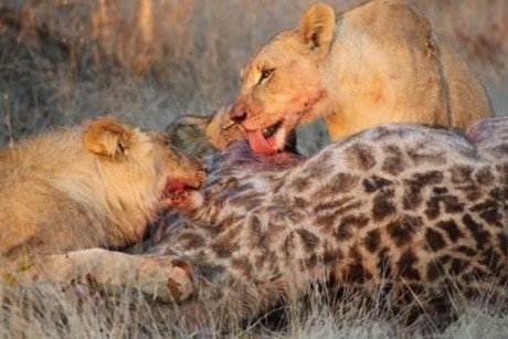 Aç Aslanlar biraraya gelip dev zürafayı yere yatırdı ve saniyeler içinde yiyip bitirdi. O anlar kameraya böyle yansıdı.