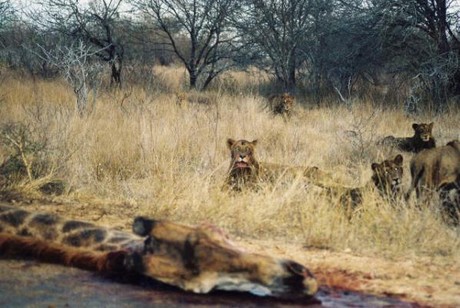Aç Aslanlar biraraya gelip dev zürafayı yere yatırdı ve saniyeler içinde yiyip bitirdi. O anlar kameraya böyle yansıdı.
