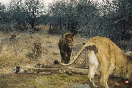 Aç Aslanlar biraraya gelip dev zürafayı yere yatırdı ve saniyeler içinde yiyip bitirdi. O anlar kameraya böyle yansıdı.