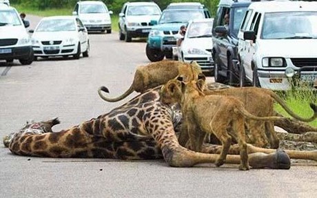 Aç Aslanlar biraraya gelip dev zürafayı yere yatırdı ve saniyeler içinde yiyip bitirdi. O anlar kameraya böyle yansıdı.