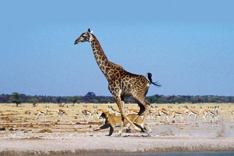Aç Aslanlar biraraya gelip dev zürafayı yere yatırdı ve saniyeler içinde yiyip bitirdi. O anlar kameraya böyle yansıdı.
