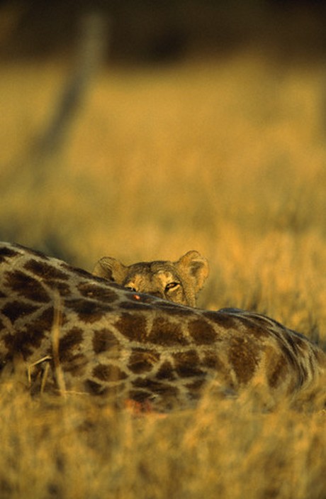 Aç Aslanlar biraraya gelip dev zürafayı yere yatırdı ve saniyeler içinde yiyip bitirdi. O anlar kameraya böyle yansıdı.