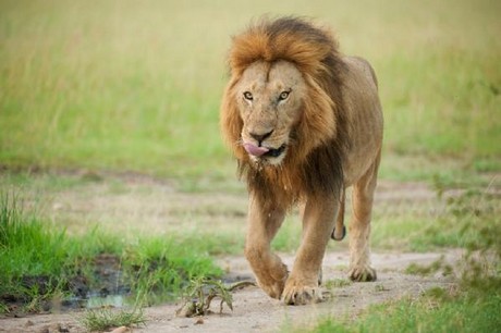Aç Aslanlar biraraya gelip dev zürafayı yere yatırdı ve saniyeler içinde yiyip bitirdi. O anlar kameraya böyle yansıdı.