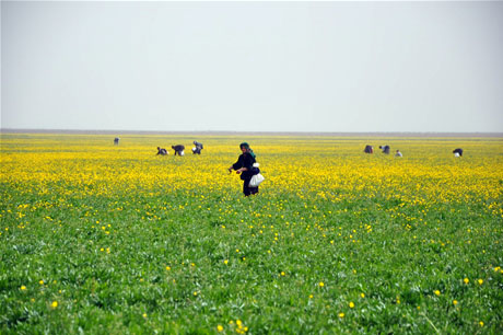 Baharın kendini hissettirmesiyle canlanan doğanın nimeti olan bitkiler Yüksekovada kadınların geçim kaynağı oldu. FOTO: YAŞAR KAPLAN