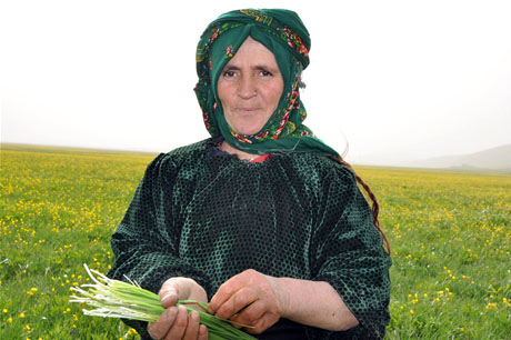 Baharın kendini hissettirmesiyle canlanan doğanın nimeti olan bitkiler Yüksekovada kadınların geçim kaynağı oldu. FOTO: YAŞAR KAPLAN