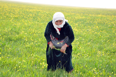 Baharın kendini hissettirmesiyle canlanan doğanın nimeti olan bitkiler Yüksekovada kadınların geçim kaynağı oldu. FOTO: YAŞAR KAPLAN