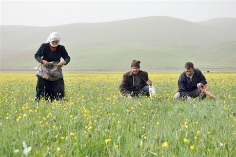 Baharın kendini hissettirmesiyle canlanan doğanın nimeti olan bitkiler Yüksekovada kadınların geçim kaynağı oldu. FOTO: YAŞAR KAPLAN