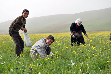 Baharın kendini hissettirmesiyle canlanan doğanın nimeti olan bitkiler Yüksekovada kadınların geçim kaynağı oldu. FOTO: YAŞAR KAPLAN