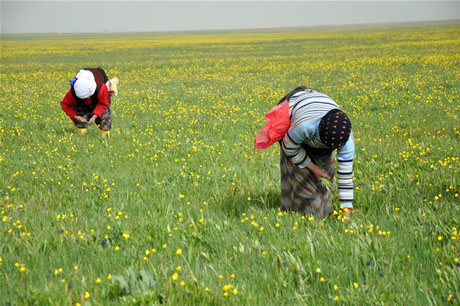 Baharın kendini hissettirmesiyle canlanan doğanın nimeti olan bitkiler Yüksekovada kadınların geçim kaynağı oldu. FOTO: YAŞAR KAPLAN