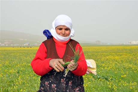 Baharın kendini hissettirmesiyle canlanan doğanın nimeti olan bitkiler Yüksekovada kadınların geçim kaynağı oldu. FOTO: YAŞAR KAPLAN