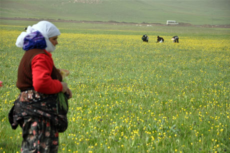 Baharın kendini hissettirmesiyle canlanan doğanın nimeti olan bitkiler Yüksekovada kadınların geçim kaynağı oldu. FOTO: YAŞAR KAPLAN