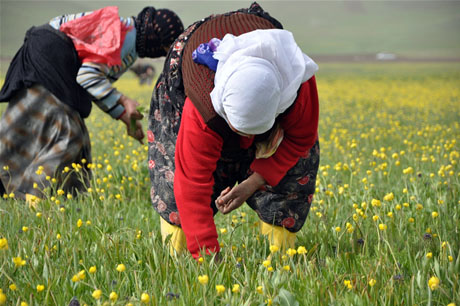 Baharın kendini hissettirmesiyle canlanan doğanın nimeti olan bitkiler Yüksekovada kadınların geçim kaynağı oldu. FOTO: YAŞAR KAPLAN