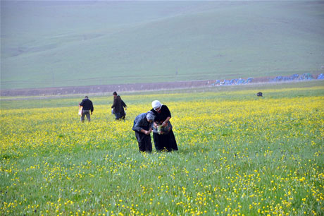 Baharın kendini hissettirmesiyle canlanan doğanın nimeti olan bitkiler Yüksekovada kadınların geçim kaynağı oldu. FOTO: YAŞAR KAPLAN