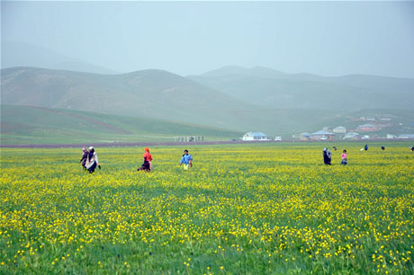 Baharın kendini hissettirmesiyle canlanan doğanın nimeti olan bitkiler Yüksekovada kadınların geçim kaynağı oldu. FOTO: YAŞAR KAPLAN